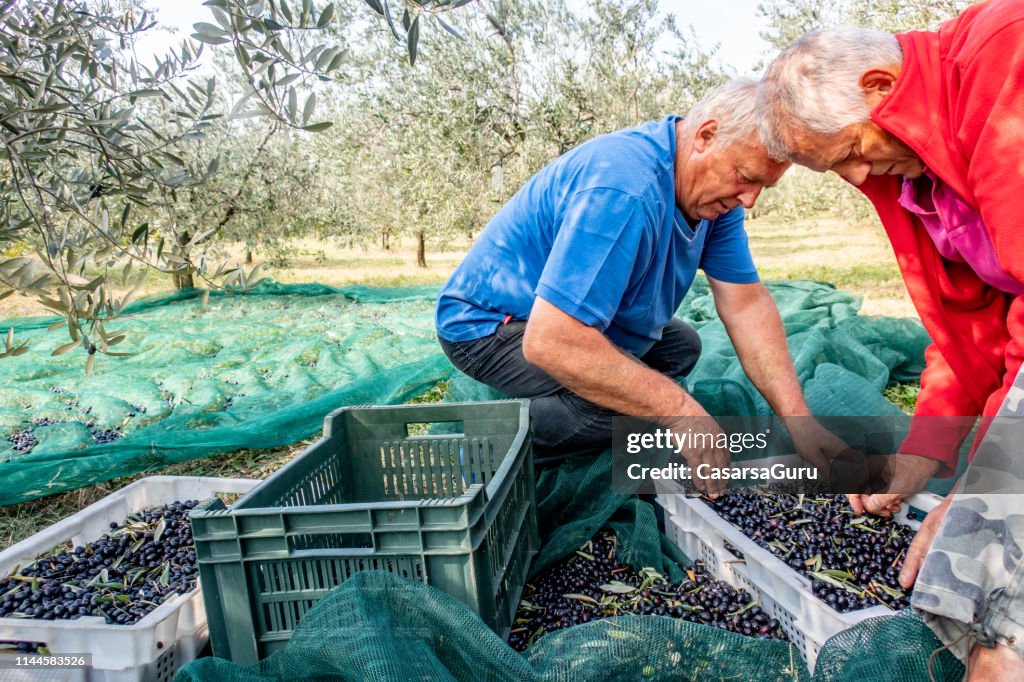 Fazendeiros sênior que recolhem azeitonas colhidas nas caixas