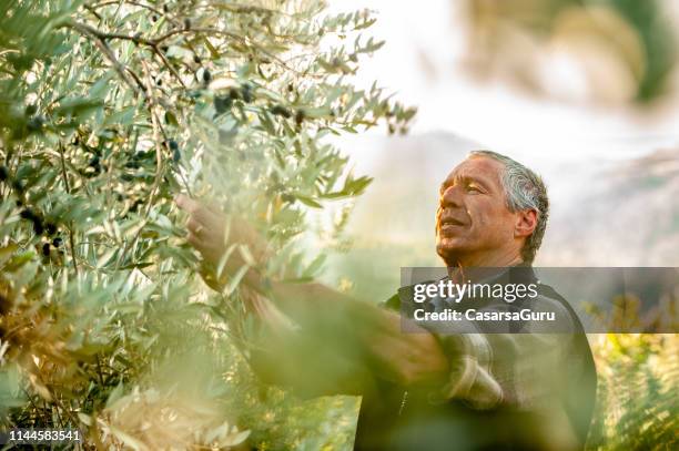 hombre mayor recogiendo aceitunas maduras del olivo - olive fotografías e imágenes de stock