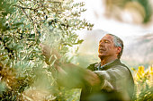 Senior man handpicking ripe olives from olive tree