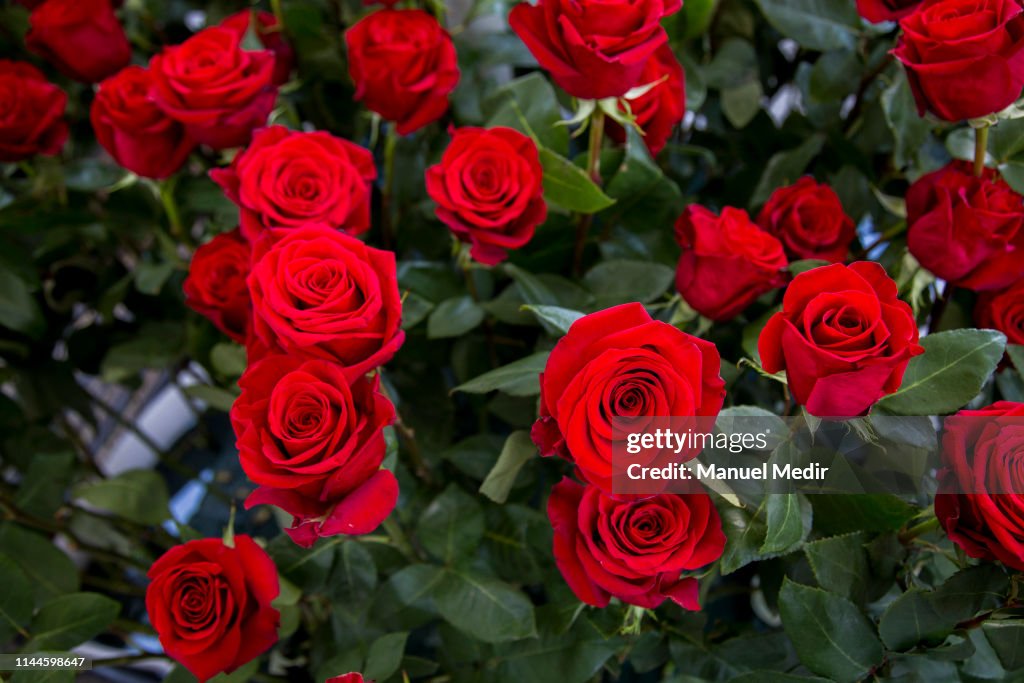 Sant Jordi's Day in Barcelona