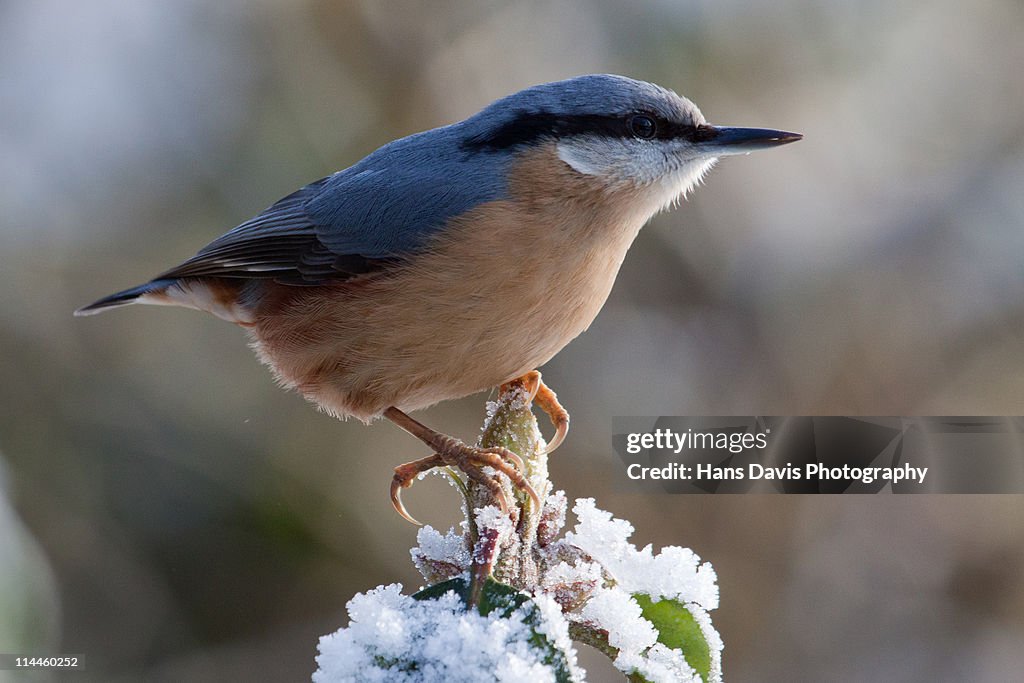 Nuthatch