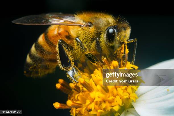 bees suck sweet honey - polinização imagens e fotografias de stock