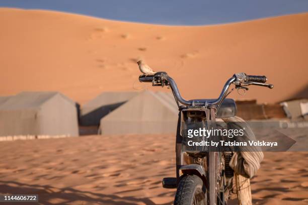 small bird on the old motorbike near traditional tent houses in desert, morocco, africa - trail moto maroc fotografías e imágenes de stock