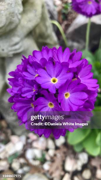 primula denticulata - primula stock pictures, royalty-free photos & images