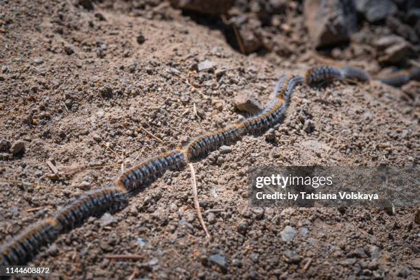 the eastern pine processionary (thaumetopoea pinivora) - parade stock pictures, royalty-free photos & images