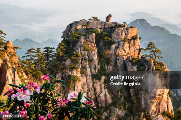 rocks and flowers shaped like monkeys in huangshan scenic area, anhui, china - huangshan bildbanksfoton och bilder