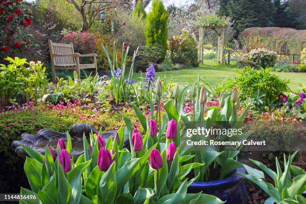 springtime in english domestic garden. - terrasse grundstück stock-fotos und bilder