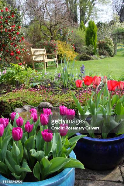 bright tulips in english domestic garden. - flower pot stockfoto's en -beelden