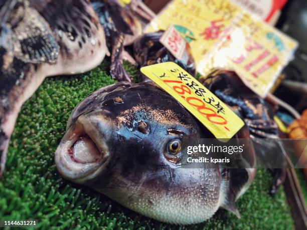 pufferfish (fugu) for sale in a market in osaka - puffer fish stock pictures, royalty-free photos & images
