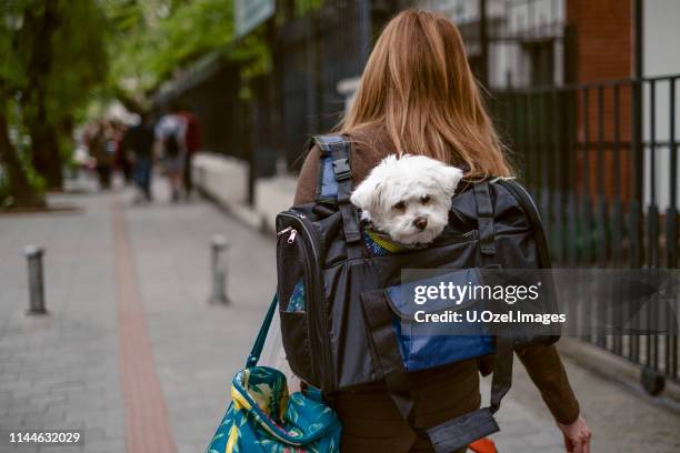 walking with pet in a backpack - dog backpack stock pictures, royalty-free photos & images