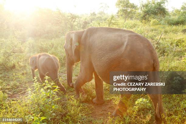 asian elephant and calf, udawalawe national park, sri lanka - indische olifant stockfoto's en -beelden