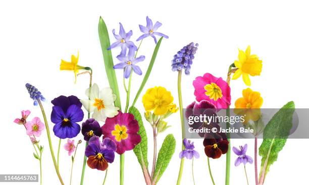 spring flowers - primrose stock pictures, royalty-free photos & images