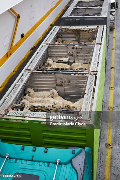 sheep being transported by truck on a ferry. - navio de passageiros - fotografias e filmes do acervo