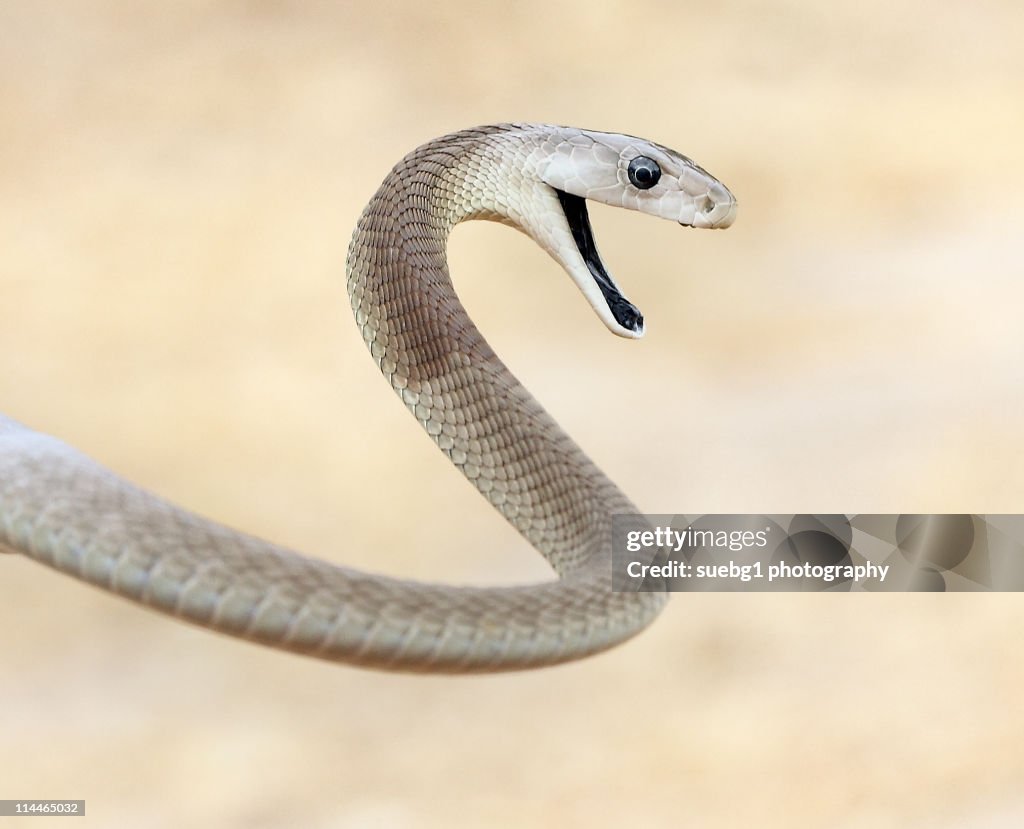 Curse of Black Mamba