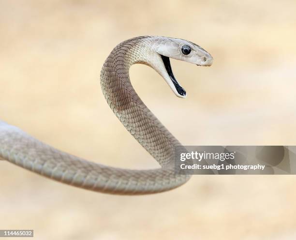 curse of  black mamba - black mamba stockfoto's en -beelden