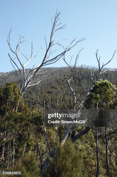 Stick Racker 6 Dieback Australia Stock Photos and High-Res Images - Getty Images