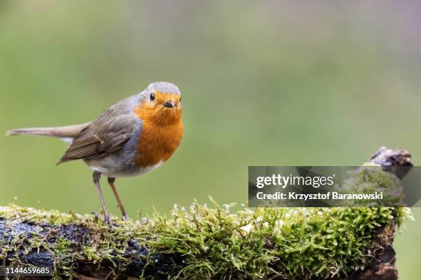 european robin - robin stock pictures, royalty-free photos & images
