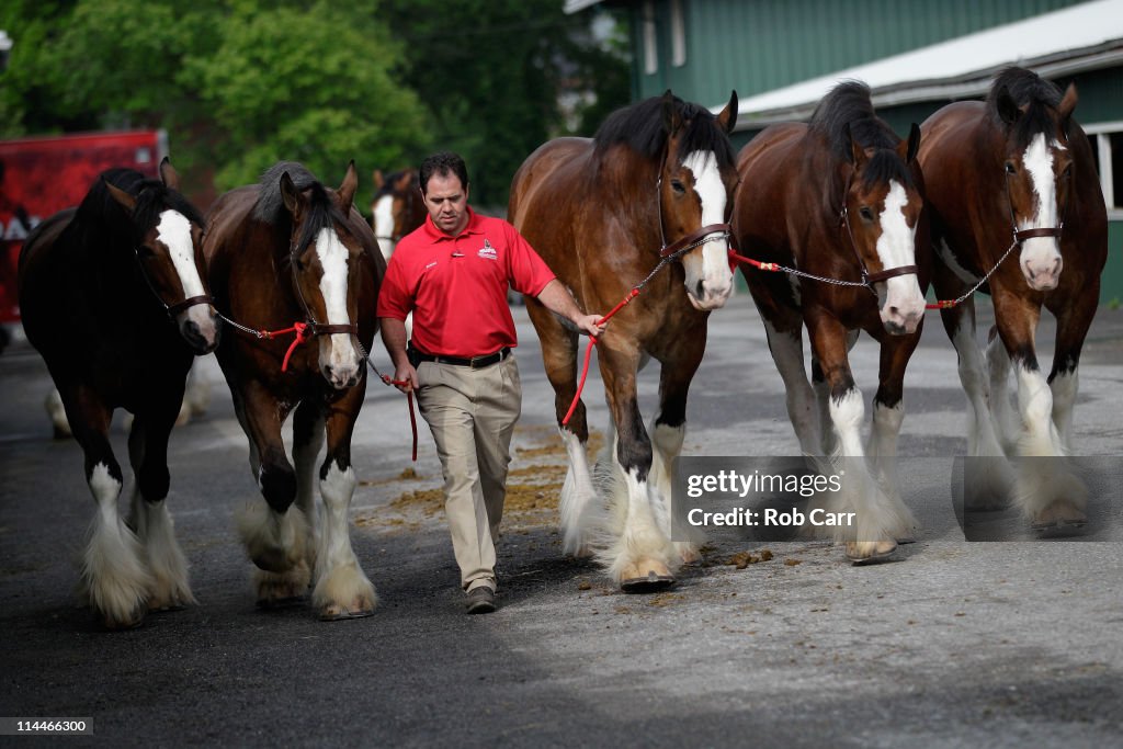 Preakness Preview