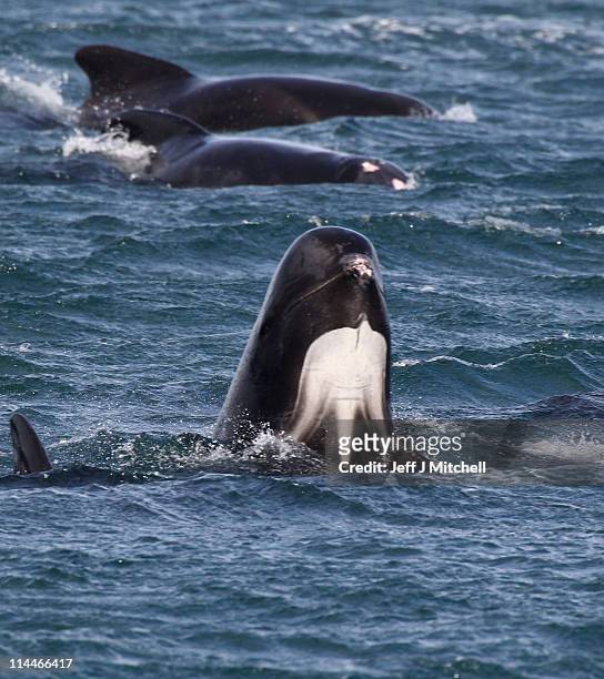 Pod of approximately 100 pilot whales struggle in Loch Carron on May 20, 2011 in South Uist, Scotland. A rescue operation is underway to prevent the...