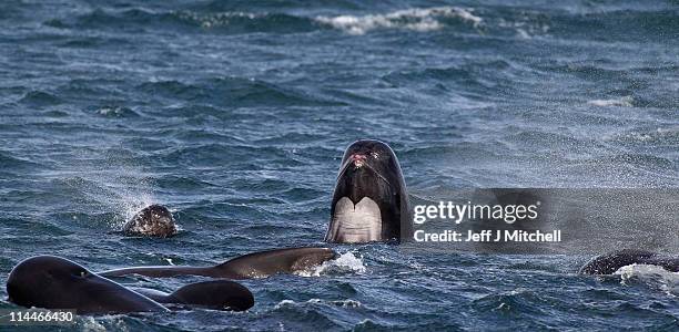 Pilot whales swim in Loch Carron on May 20,2011 in South Uist, Scotland. A major operation led by marine experts is underway to prevent up to 100...