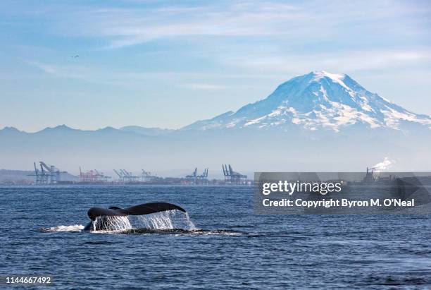 humpback and mount rainier - walflosse stock-fotos und bilder