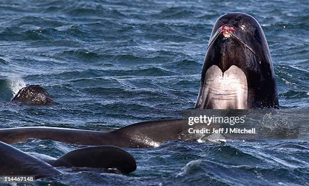 Pilot whale with an injured nose rises out of the water as a pod of approximately 100 gather in Loch Carron on May 20, 2011 in South Uist, Scotland....