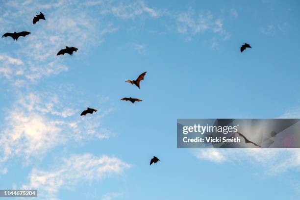 bats flying against a blue sky - fladdermus bildbanksfoton och bilder