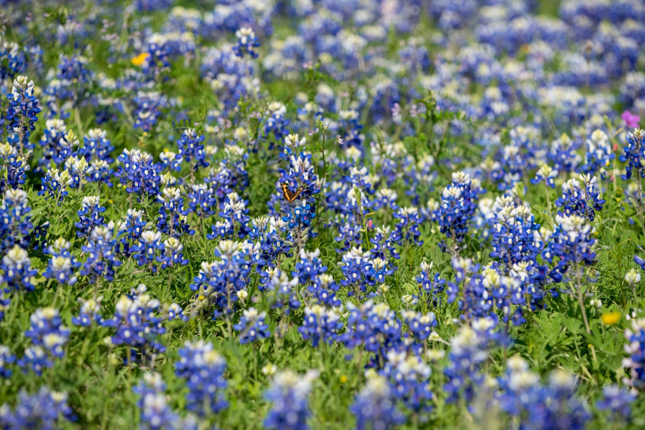 Bluebonnets in Bloom Bluebonnets in Bloom