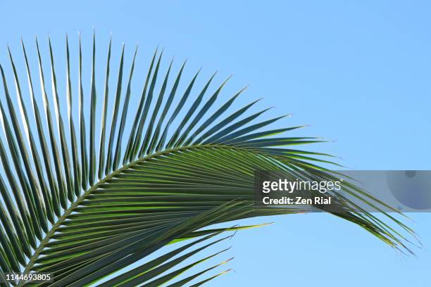 coconut palm fronds creating tropical pattern against blue sky - frond stock pictures, royalty-free photos & images