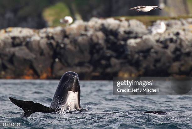 Pod of approximately 70 pilot whales struggle in Loch Carron on May 20, 2011 in South Uist, Scotland. A rescue operation is underway to prevent the...