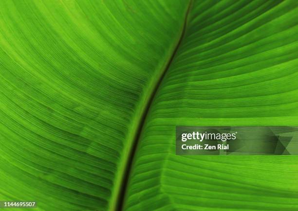 extreme close-up of a banana leaf showing leaf veins - grooved stock pictures, royalty-free photos & images