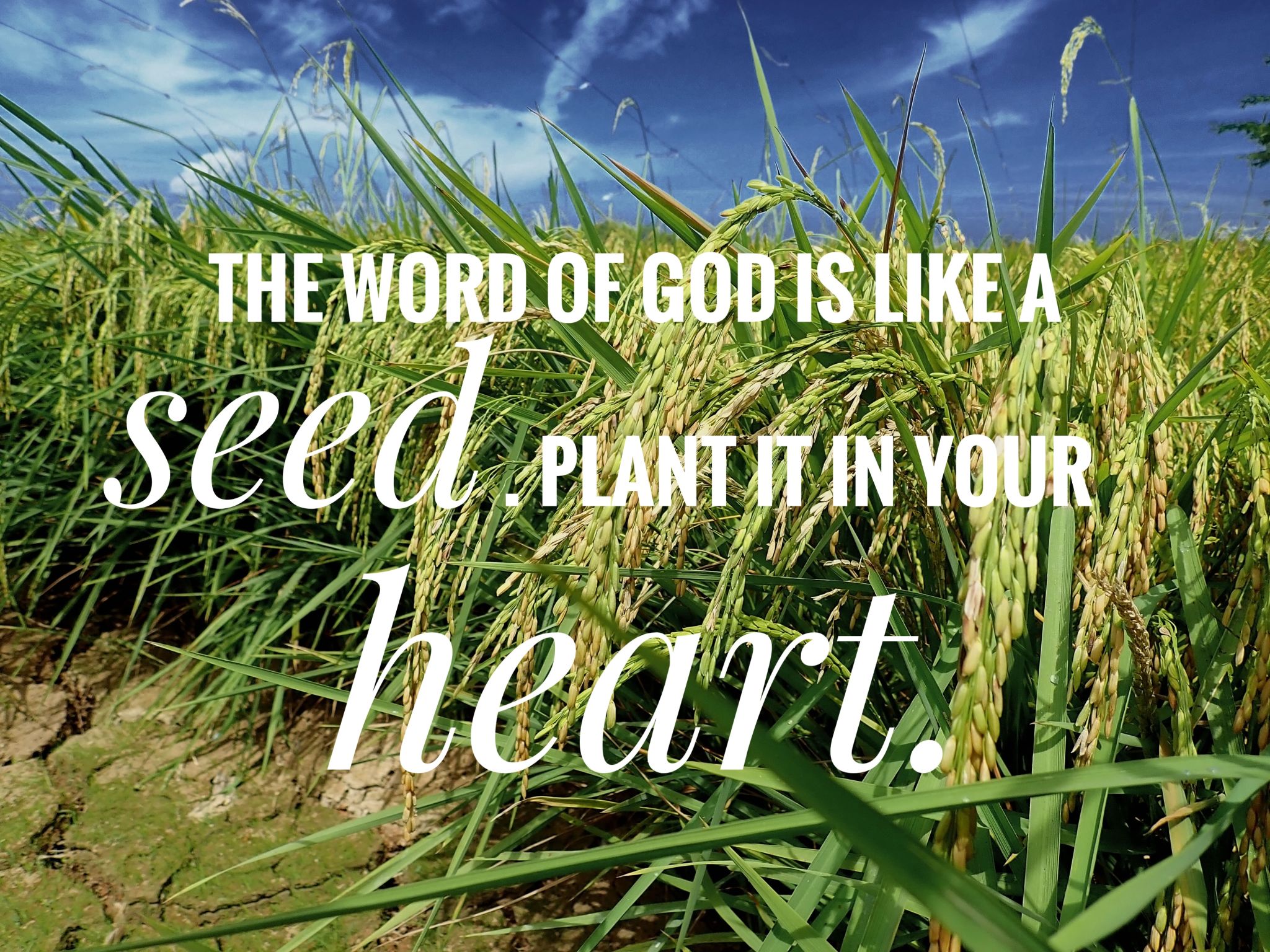 Seed words of God from the bible verse of the day, be encouraged in daily life design for Christianity. Seed words of God from the bible verse of the day, be encouraged in daily life design for Christianity.