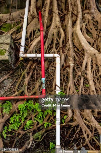 Tree Roots In Pipes Photos and Premium High Res Pictures - Getty Images