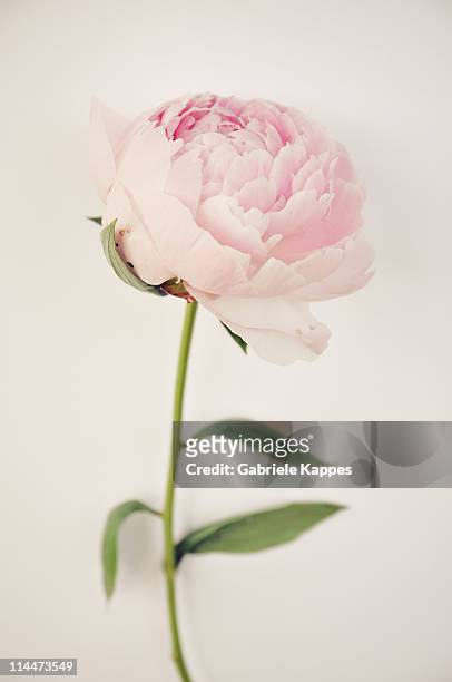 pink peony - single flower stockfoto's en -beelden