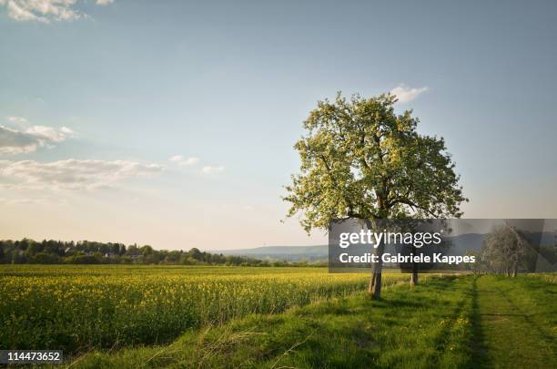 apple trees - albero da frutto foto e immagini stock