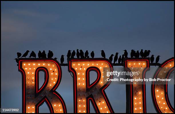 brighton collective - starlings flock stock pictures, royalty-free photos & images