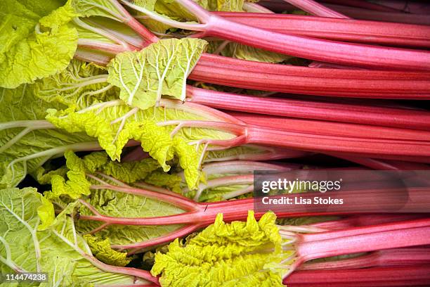 fresh rhubarb - rabarber stockfoto's en -beelden