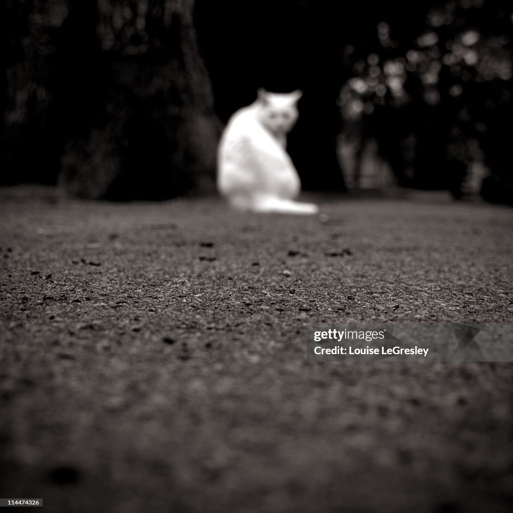 White cat