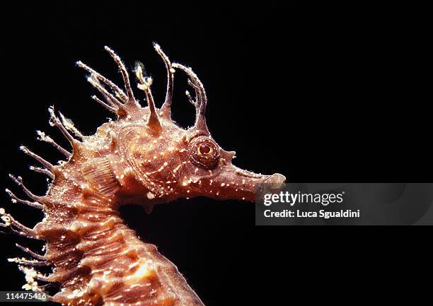 seahorse portrait - caballito de mar fotografías e imágenes de stock