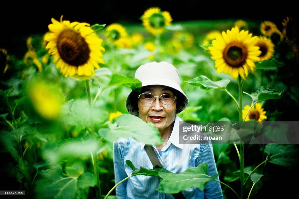 Sunflower Dreaming