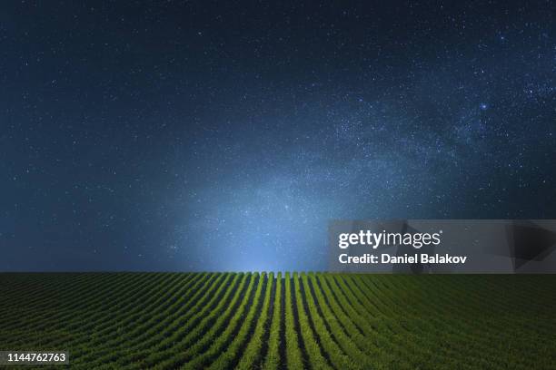 blue clear night over the vineyards. - starlight meadow stock pictures, royalty-free photos & images