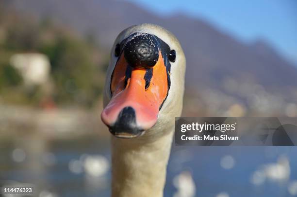 hello!  my name is truffatore... - swan stock-fotos und bilder