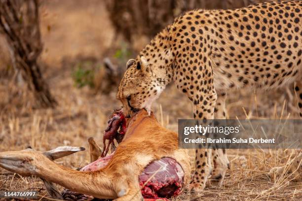 a cheetah, pulling the fur off of a dead impala in a side medium shot - scheur grond stockfoto's en -beelden