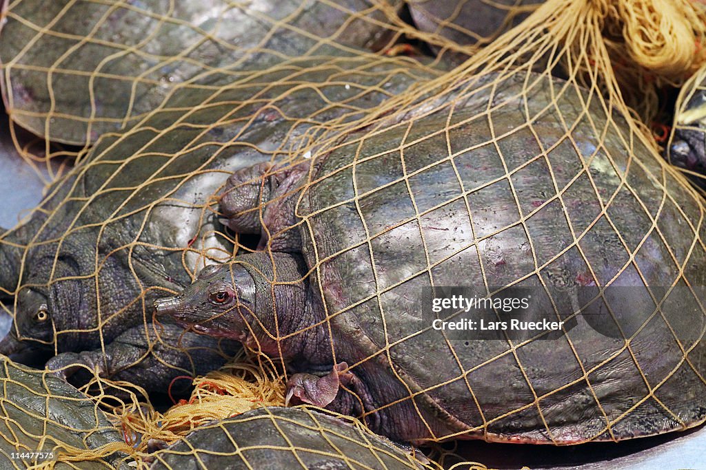 Chinese softshell turtles (Pelodiscus sinensis )