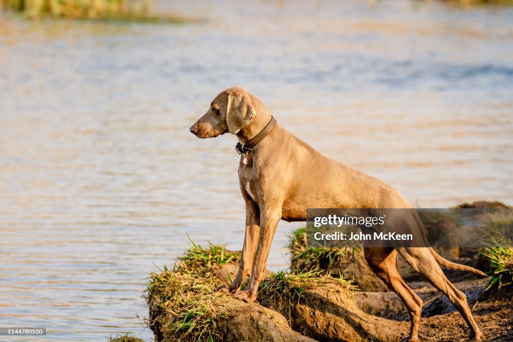 Weimaraner Dog
