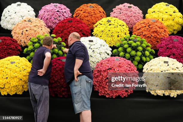 Two men make the final adjustments to a display of Chrysanthamum during staging day for the Harrogate Spring Flower Show held at the Great Yorkshire...