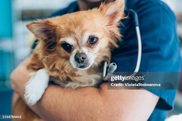 amore tra simpatico chihuahua e medico veterinario - chihuahua dog foto e immagini stock