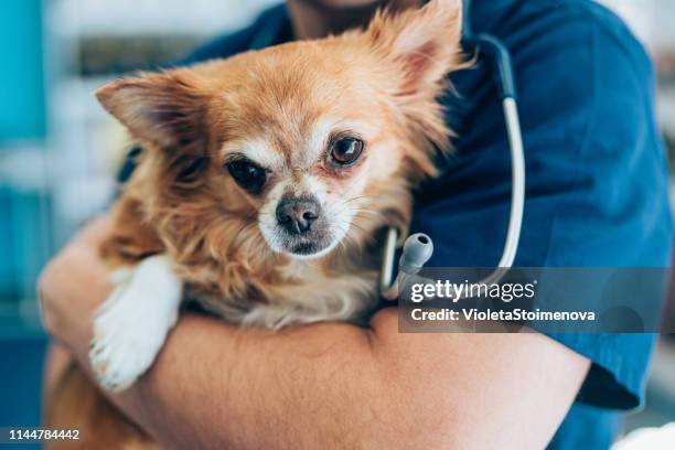 love between cute chihuahua and veterinarian doctor - chihuahua dog stock pictures, royalty-free photos & images