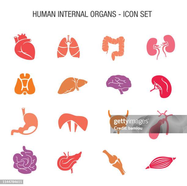 ilustraciones, imágenes clip art, dibujos animados e iconos de stock de vector de órganos internos humanos icono conjunto - corazón órgano interno