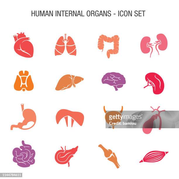 illustrazioni stock, clip art, cartoni animati e icone di tendenza di set di icone vettoriali organi interni umani - human liver
